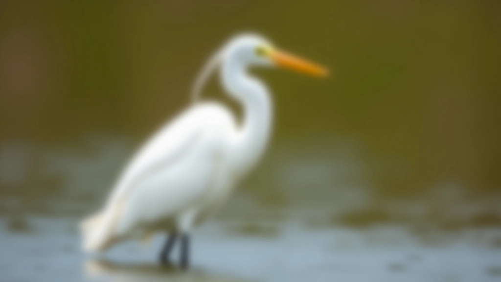 Great egret in breeding plumage with pristine white feathers and elegant curved posture, standing in shallow wetland water with reed beds in background